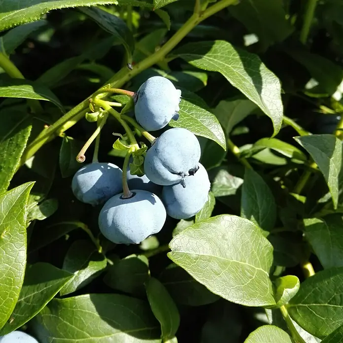 Heidelbeere Sortenmischung Bluecrop / Goldtraube - Vaccinium corymbosum, Erntezeit: Juli - Nahaufnahme von einer Gruppe reifer, blauer Heidelbeeren zwischen grünen Blättern, die Frische und natürliche Schönheit vermitteln.