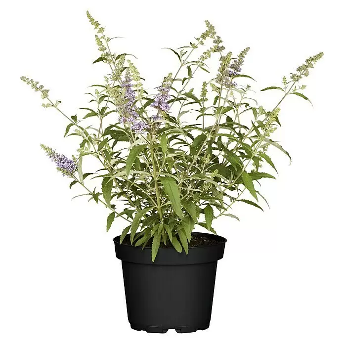 Piardino Sommerflieder Buzz - Buddleja davidii, Artenabhängig - Eine Pflanze mit grünen Blättern und zartlila Blüten in einem schwarzen Topf.