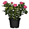 Topfrose (Rosa Hybride, Topfvolumen: 5 l, Blütenfarbe: Sortenabhängig) | BAUHAUS