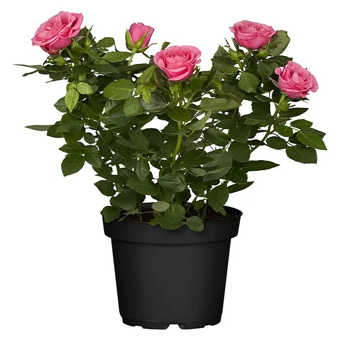 Piardino Topfrose Patio Hit - Rosa Hybride, Topfgröße: 13 cm, Rosa - Topfrose mit rosa Blüten in einem schwarzen Topf, ideal für den Innenbereich und als Geschenk.