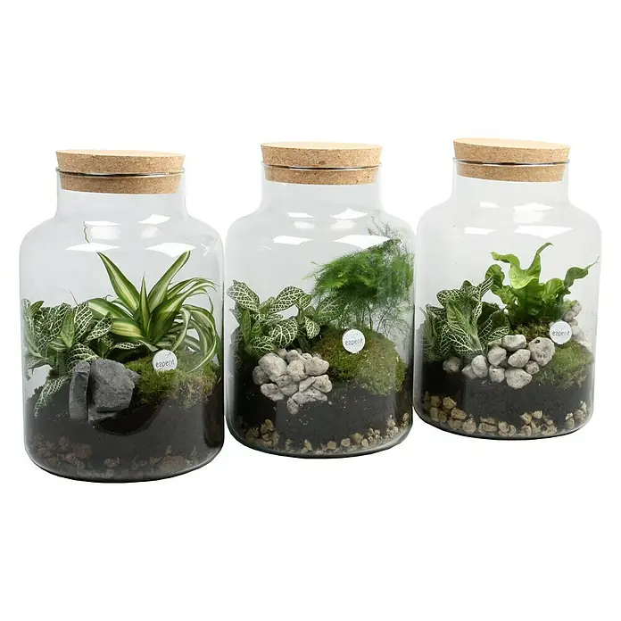 Piardino Arreglo de plantas de interior - 17 cm - Tres terrarios de botellas de vidrio con tapas de corcho, cada uno lleno de tierra, musgo, plantas y piedras decorativas.