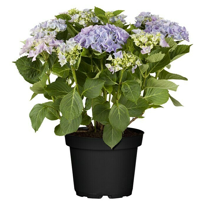 Piardino BauernhortensieHydrangea macrophylla, Artenabhängig Front View