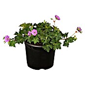 Geranium sanguineum 19
