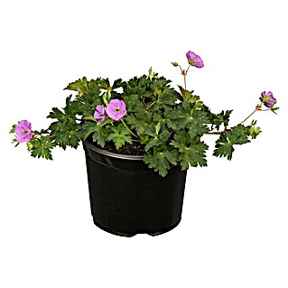 Piardino Staude Blutroter Storchschnabel (Geranium sanguineum 'Frivolius Lilac', Topfgröße: 19 cm)