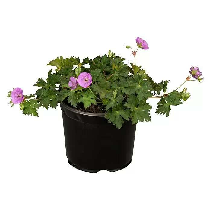 Piardino Staude Blutroter Storchschnabel - Geranium sanguineum 'Frivolius Lilac', Topfgröße: 19 cm - Eine Topf-Geranie mit lila Blüten und grünem Laub in einem schwarzen Plastiktopf.