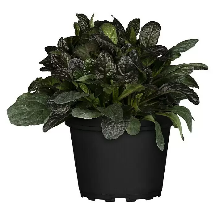 Piardino Staude Kriechender Günsel 'Burgundy Glow' - Ajuga reptans 'Burgundy Glow', Topfgröße: 13 cm - Vorderansicht