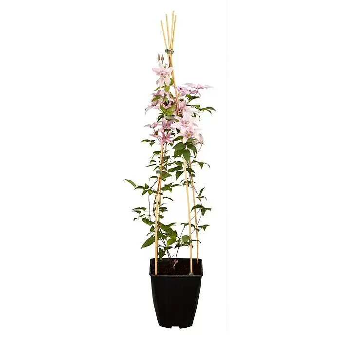 Piardino Waldrebe - Clematis Spalier - Vorderansicht