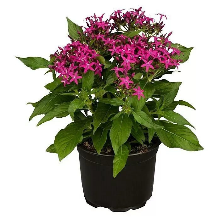 Piardino Fünfzahlstrauch - Pentas lanceolata, Topfgröße: 13 cm - Topfpflanze mit leuchtend violetten, sternförmigen Blüten und grünen Blättern in einem schwarzen Topf.