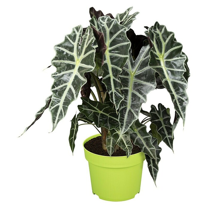 Piardino Pfeilblatt 'Polly' (Alocasia x amazonica 'Polly')