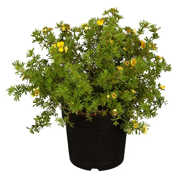 Piardino Fingerstrauch - Potentilla fruticosa in Sorten, Topfgröße: 21 cm, Sortenabhängig - Ein Topf mit einem blühenden Zwergstrauch mit gelben Blüten. Der Strauch steht in einem schwarzen Topf vor einem dunklen Hintergrund.