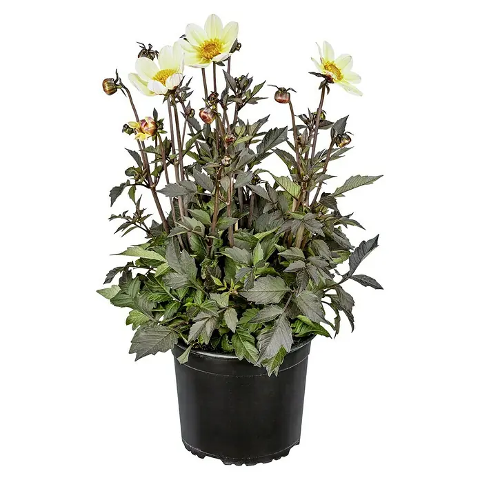 Piardino Dahlie 'Happy Days' - Dahlia 'Happy Days' - Topf mit gelben Dahlienblüten und dunkelgrünem Laub, die eine elegante und stilvolle Ergänzung für jeden Garten darstellen.