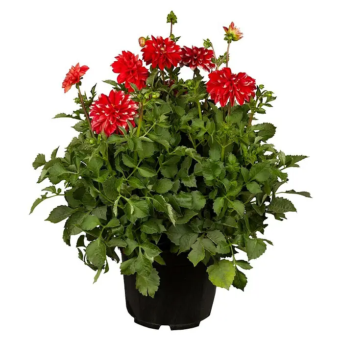Piardino Dahlie - Dahlia Starburst Pink, Topfgröße: 19 cm - Eine üppige rote Dahlie mit weißen Spitzen in einem schwarzen Topf, die eine elegante und lebendige Note verleiht.