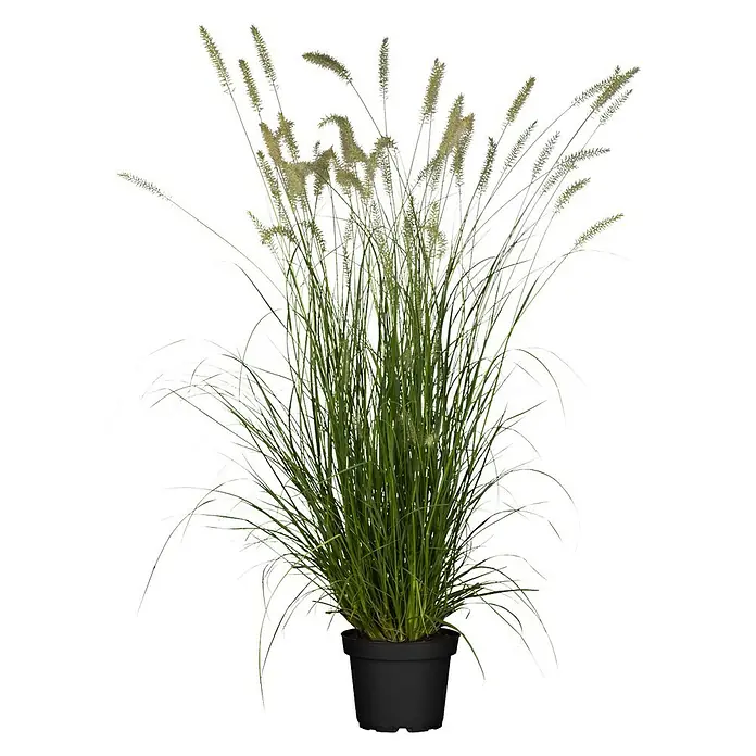 Piardino Federborstengras - Pennisetum alopecuroides 'Hameln' - Üppiges Ziergras in einem schwarzen Topf. Die Pflanze hat lange, grüne Blätter und hohe, federartige Blütenstände.