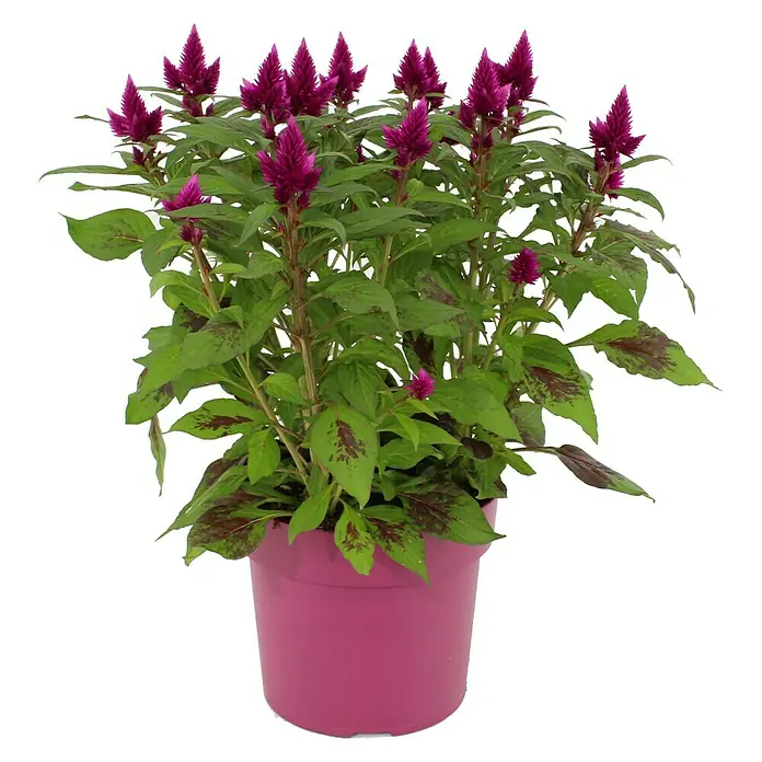 Piardino Celosia argentea - Celosia argentea var. plumosus, Tamaño de maceta: 14 cm - Celosia argentea en maceta rosa. La planta tiene hojas verdes y flores moradas, ideal para el jardín o como planta de interior.