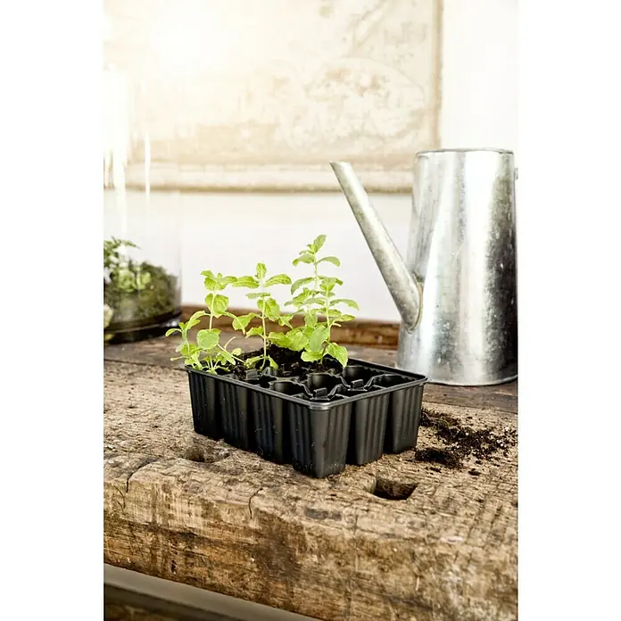 Windhager Anzuchttopf - L x B x H: 17,5 x 13,5 x 5,5 cm, Schwarz, 4x12 Töpfe - Setzlingstopf mit grünen Pflanzen auf einem Holztisch, im Hintergrund eine Gießkanne. Ideal für Gartenprojekte und frische Kräuter.