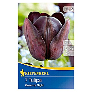 Kiepenkerl Frühlingsblumenzwiebeln Tulpe 'Queen of Night' (Tulipa x hybrida, 7 Stk.)
