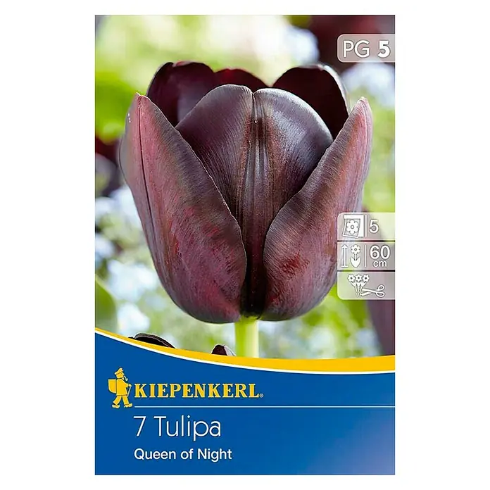 Kiepenkerl Blumenzwiebeln Tulpe 'Queen of Night' - Tulipa x hybrida, 7 Stk. - Bild einer Packung mit 7 Tulipa-Blumenzwiebeln "Queen of Night" von Kiepenkerl, mit einer Nahaufnahme einer dunkelvioletten Blüte.