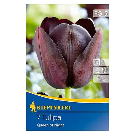 Kiepenkerl  Blumenzwiebeln Tulpe 'Queen of Night'