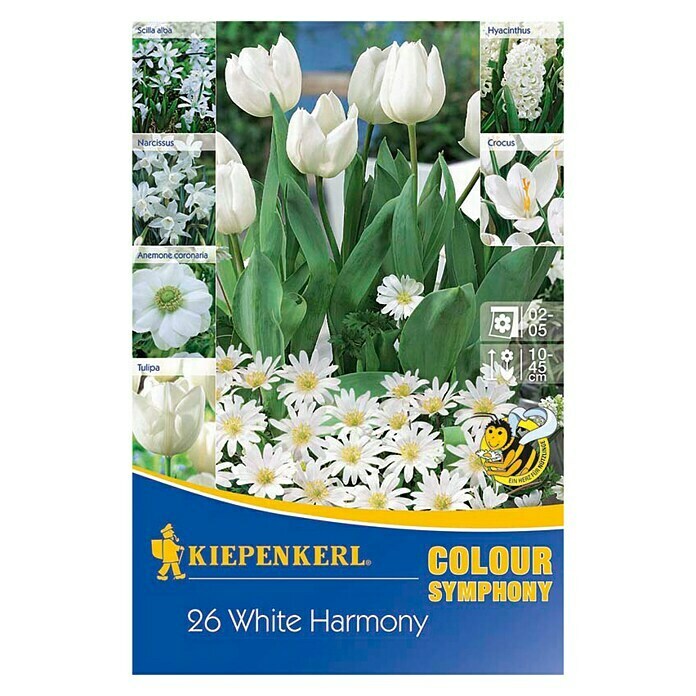 Kiepenkerl Bulbes de fleurs printanières mélange de fleurs 'Colour Symphony White Harmony'
