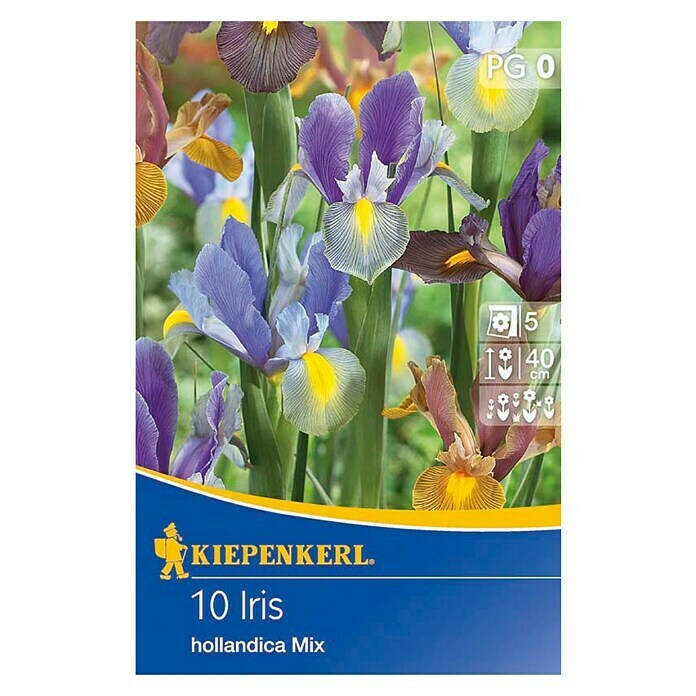 Kiepenkerl Frühlingsblumenzwiebeln Schwertlilien holländischer Mix (Iris hollandica, 10 Stk.) | BAUHAUS