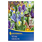 Kiepenkerl Frühlingsblumenzwiebeln Schwertlilien holländischer Mix (Iris hollandica, 10 Stk.) | BAUHAUS