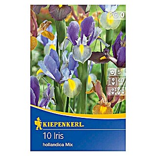 Kiepenkerl Frühlingsblumenzwiebeln Schwertlilien holländischer Mix (Iris hollandica, 10 Stk.)