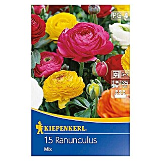 Kiepenkerl Sommerblumenzwiebeln Ranunkel Mix (Ranunculus, 15 Stk.)