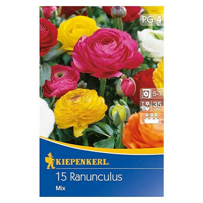 Kiepenkerl Sommerblumenzwiebeln Ranunkel MixRanunculus, 15 Stk. Front View