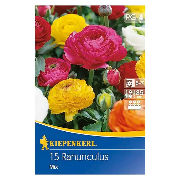 Ranunkel Zwiebel Kaufen