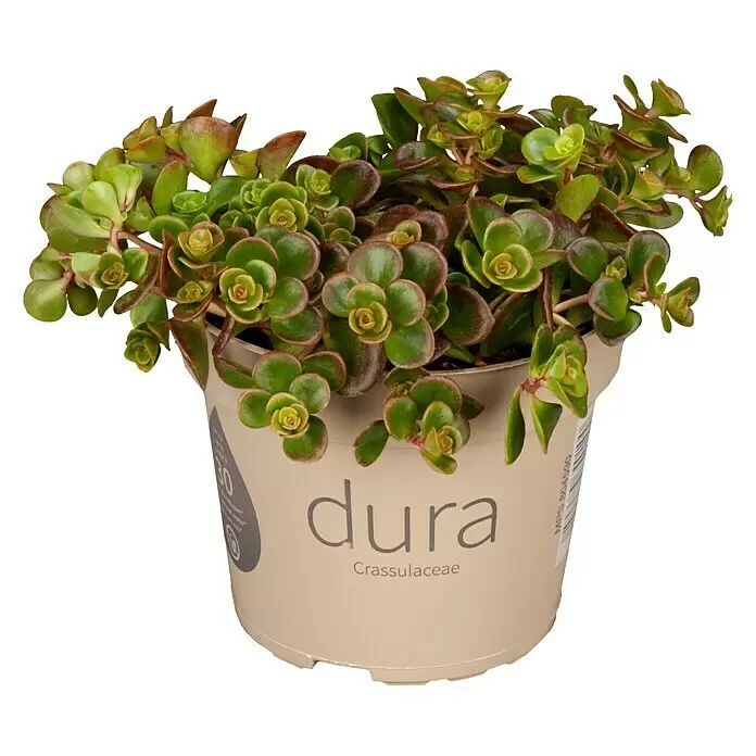 Piardino Garten-Fettblatt - Sedum tetractinum 'Coral Reef', Topfgröße: 13 cm, Gelb - Topf-Sukkulente mit grünen und rötlichen Blättern in einem hellbeigen Topf, beschriftet mit 'dura' und 'Crassulaceae'.