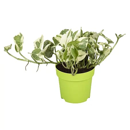 fargesia rufa topf Fargesia 'Rufa'