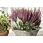 Besenheide (Calluna vulgaris Beauty Ladies, Topfgröße: 11 cm, Gemischt)