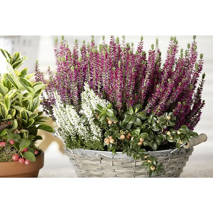 Piardino Besenheide Beauty Ladies verschiedene Farben - Calluna vulgaris, 11 cm - Heidekraut-Arrangement mit purpurroten und weißen Blüten, ergänzt durch grüne Blätter und orangefarbene Beeren, präsentiert in einem rustikalen Weidenkorb.