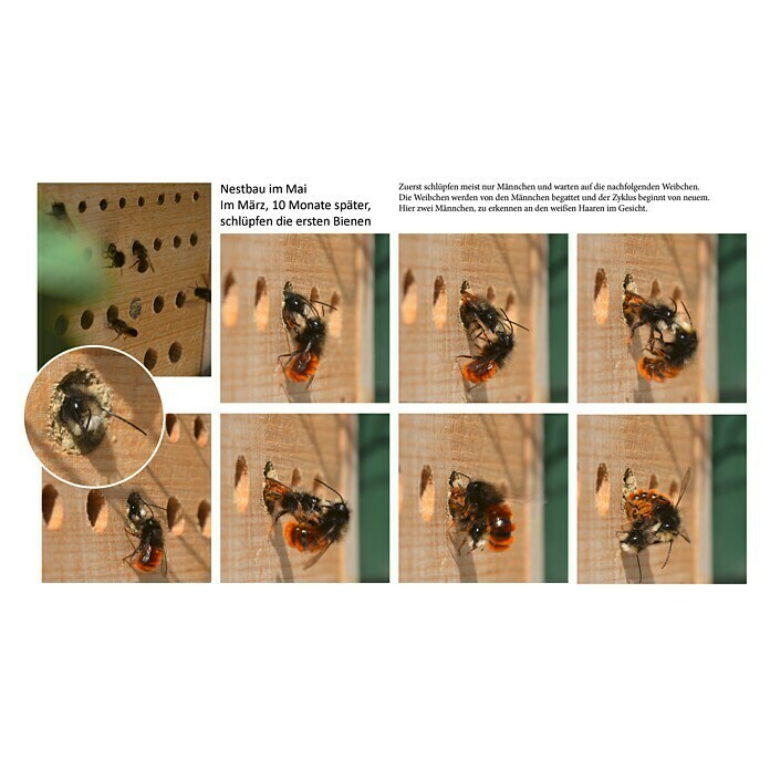 Dobar Bienenhaus Maja (Natur/Grün, 23 x 29 x 14 cm, 26 Nistplätze)