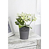 Schmetterlingsorchidee (Phalaenopsis , Topfgröße: 12 cm, Mehrfarbig, Aufrecht)