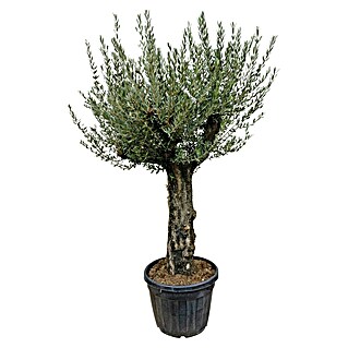 Piardino Olivenbaum Old Skin (Olea europaea, Aktuelle Wuchshöhe: 240 cm - 260 cm)