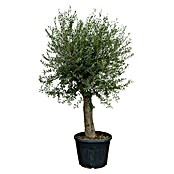 Piardino Olivenbaum Vienna (Olea europaea, Aktuelle Wuchshöhe: 220 cm - 240 cm) | BAUHAUS