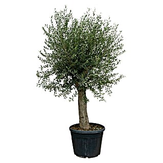 Piardino Olivenbaum Vienna (Olea europaea, Aktuelle Wuchshöhe: 220 cm - 240 cm)