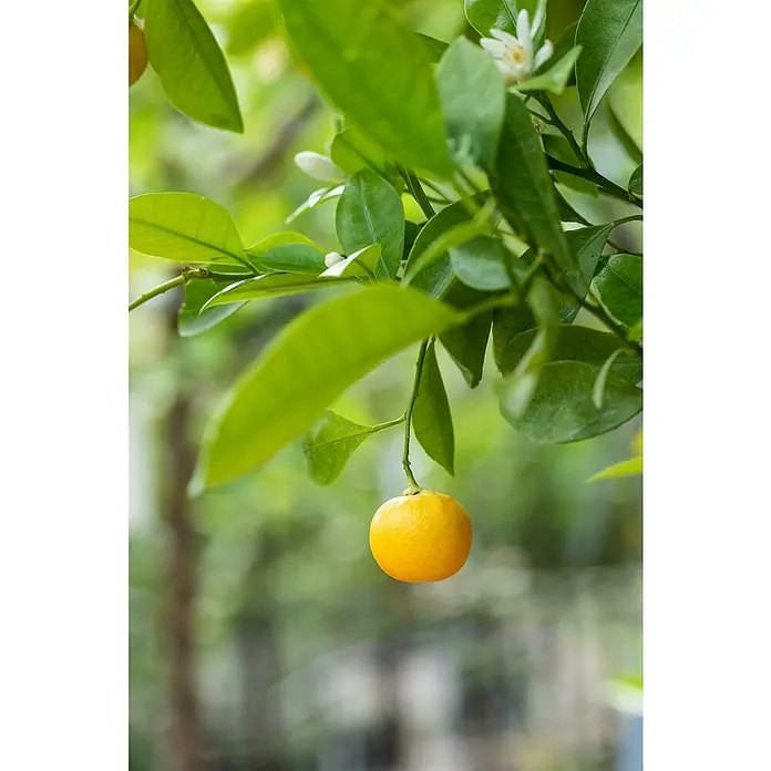 Calamondin-Orange - Citrus mitis, Topfvolumen: 35 l, Aktuelle Wuchshöhe: 140 cm - 160 cm - Nahaufnahme einer Mandarine, die an einem Baum hängt, umgeben von üppigem Grün und zarten weißen Blüten.