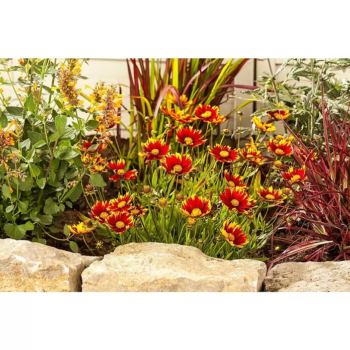 Piardino Prärie-Kokardenblume -  - Lebendiges Blumenbeet mit rot-gelben Kugelblumen, gelb-orangen Blüten und rötlich-lila Gras, umrahmt von Natursteinen.