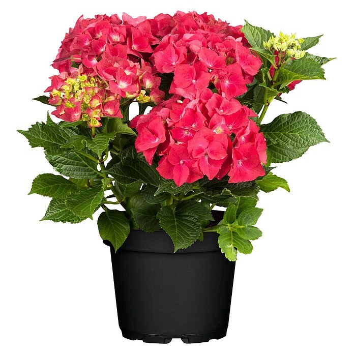 Hydrangea macrophylla 14 5-6 Dolden