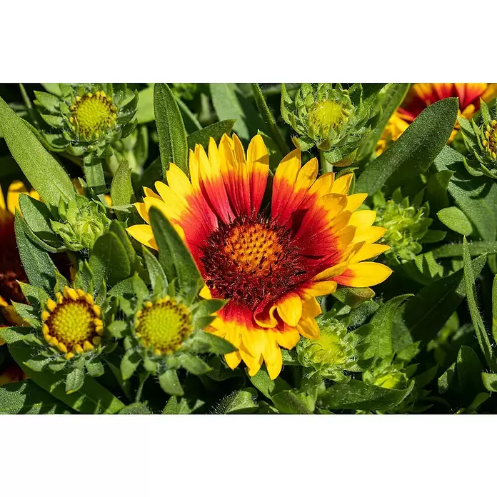 Piardino Prärie-Kokardenblume -  - Lebhafte rot-gelbe Blume mit grünen Blättern und Knospen.