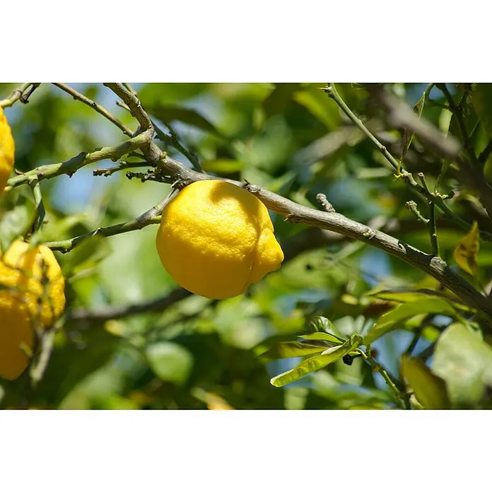 Zitronenbaum - Citrus limon, Topfgröße: 24 cm - Nahaufnahme einer Zitrone, die an einem Baum hängt, mit leuchtend gelber Schale, die in der Sonne reift, umgeben von grünem Laub.