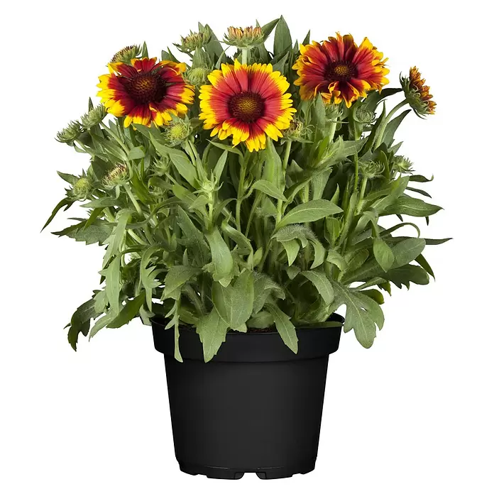 Piardino Prärie-Kokardenblume -  - Topf-Gaillardia-Blumen mit leuchtend roten und gelben Blütenblättern und grünen Blättern in einem schwarzen Plastiktopf.