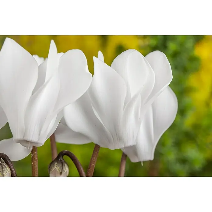 Piardino Zimmer-Alpenveilchen - Cyclamen persicum, Topfgröße: 13 cm, Weiß - Nahaufnahme von weißen Cyclamenblüten mit sanften Konturen und bräunlichen Stängeln vor einem verschwommenen, farbenfrohen Hintergrund.