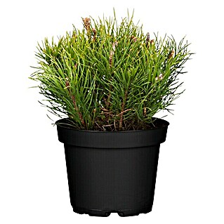 Piardino Berg-Kiefer (Pinus mugo var. mughus, Topfvolumen: 2 l)