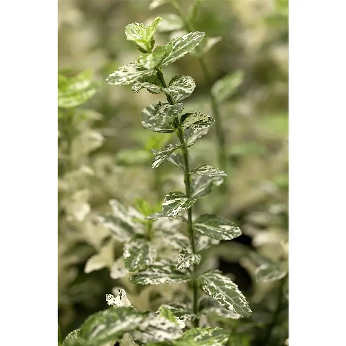 Piardino Weißbunte Kriechspindel - Euonymus fortunei, Grün - Nahaufnahme eines Triebes des Kriechspindel 'Emerald Gaiety' mit grün-weiß panaschierten Blättern, die einen frischen und lebendigen Akzent setzen.