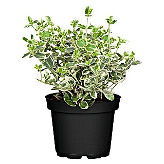 Piardino Spindelstrauch Emerald Gaiety (Euonymus fortunei 'Emerald Gaiety', Grün mit weißer Umrandung)