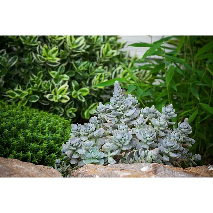 Piardino Dickblatt Sternwurz - Orostachys iwarene - Nahaufnahme einer blassgrünen Adromischus cristatus Sukkulente, die wie eine Miniatur-Pagode aussieht, inmitten eines Gartens.