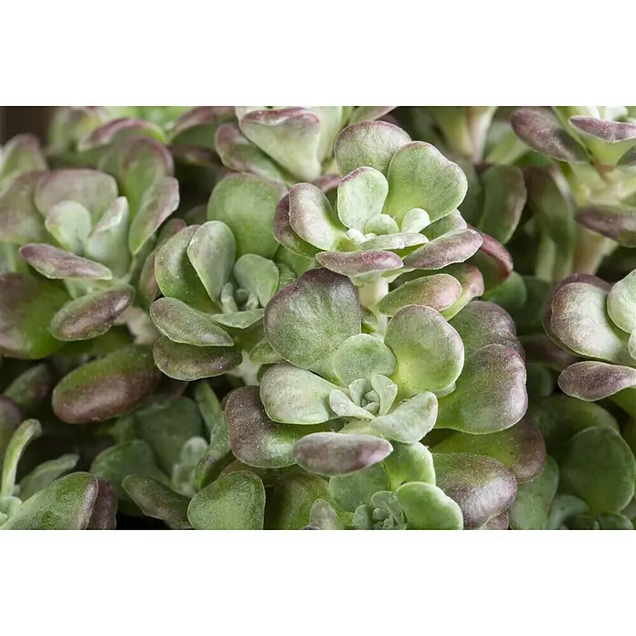 Piardino Garten-Fettblatt - Sedum cauticola, Topfgröße: 13 cm, Purpur - Nahaufnahme einer Crassula Capitella Campfire Sukkulente mit grünen Blättern und rötlichen Rändern.